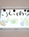 Tickit A3 Rectangular Light Panel displaying leaves, feathers, and pinecones highlighting exploration of nature.